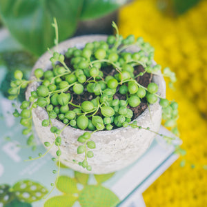 String of Pearls | Plant Care Guide