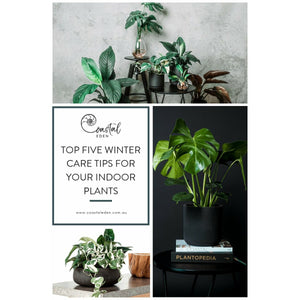 Winter Plant Care | E-Guide